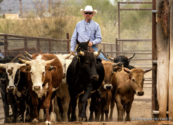 Kevin Meyer running cattle