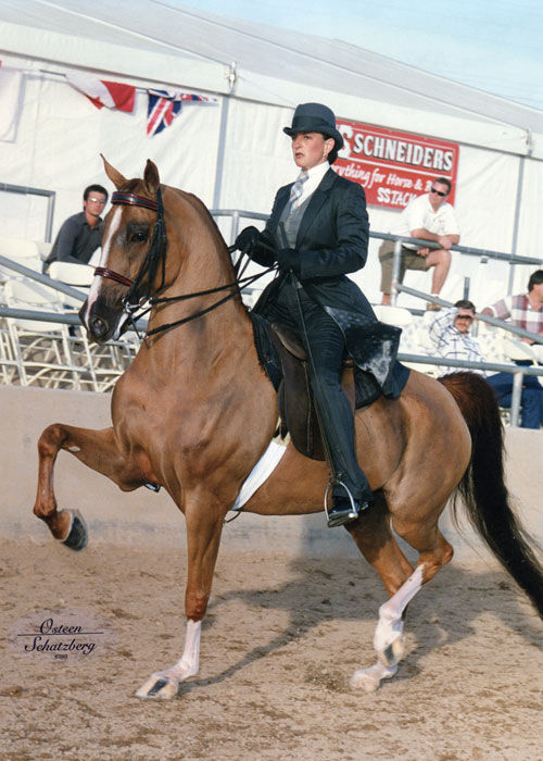 Class A Arabian Horse Circut